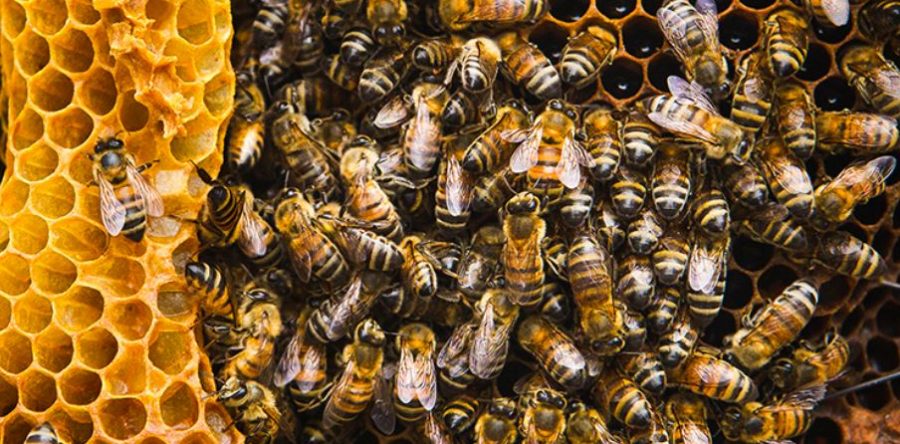 Pont-Sainte-Maxence : causerie pédagogique autour des abeilles, samedi 18 mai