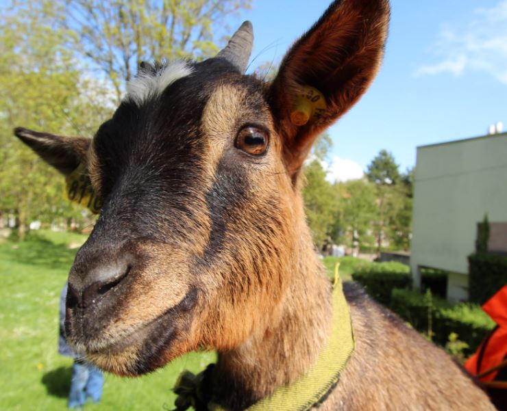 Méru : aidez la ville à nommer ses chevrettes et brebis !