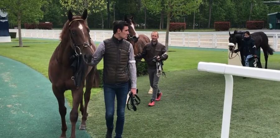 Chantilly : une nouvelle avancée pour les chevaux de course retraités (Vidéo)