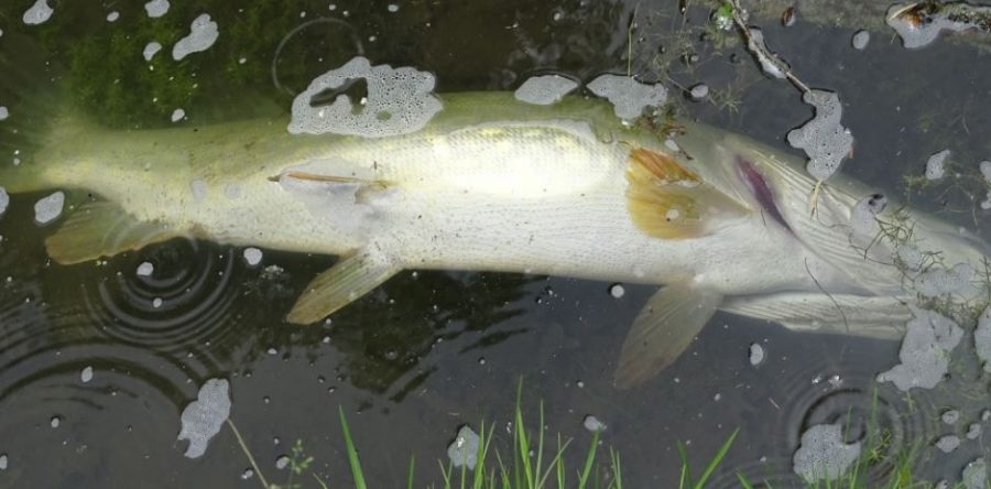 Crépy-en-Valois : pollution chimique au parc de Géresme, une enquête est en cours !