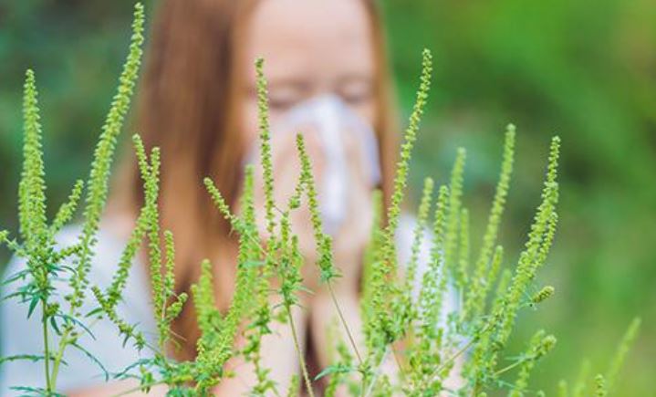 Les pollens dans l’Oise : le risque d’allergie sera élevé !