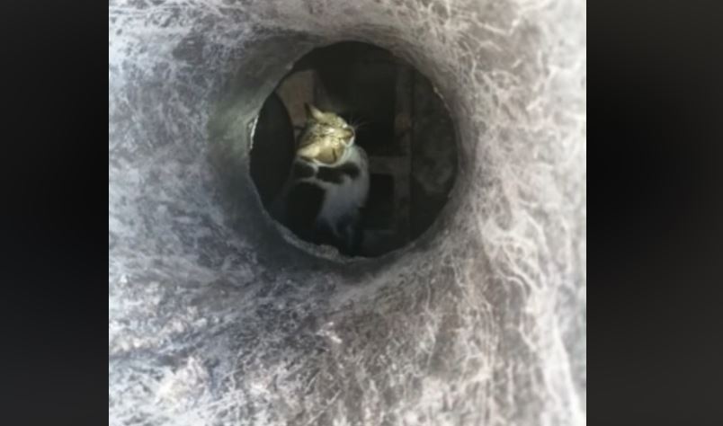 Compiègne : les pompiers qui ne lâchent rien, sauvent un chat