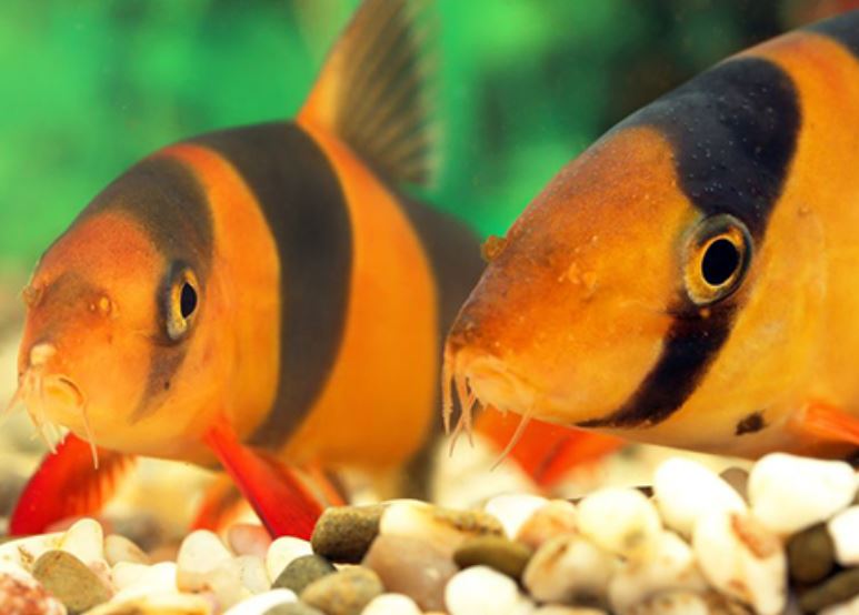 Beauvais: grande vente de matériels d’aquariophilie d’occasion, samedi 15 juin 2019