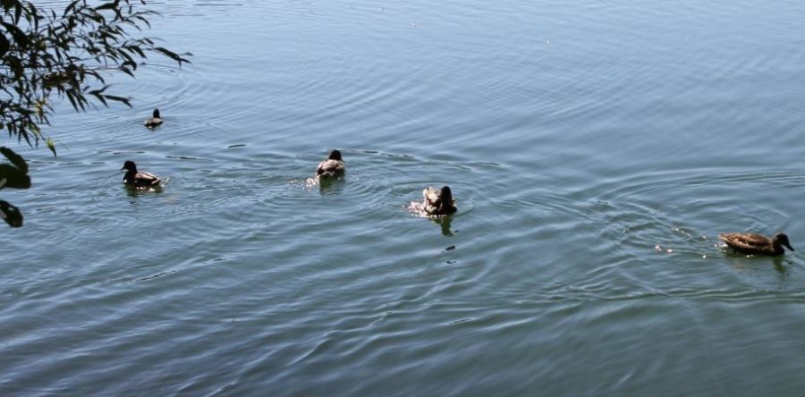 Visite guidée de Montataire sur le thème “industrie et le modernisme”.