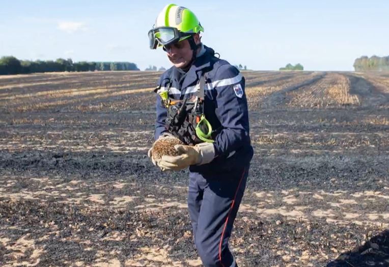 Incendie à Campeaux : un hérisson échappe aux flammes