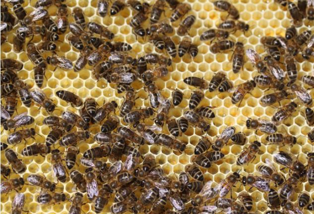 Musée de la vie agricole d’Hétomesnil : venez assister à l’extraction du miel