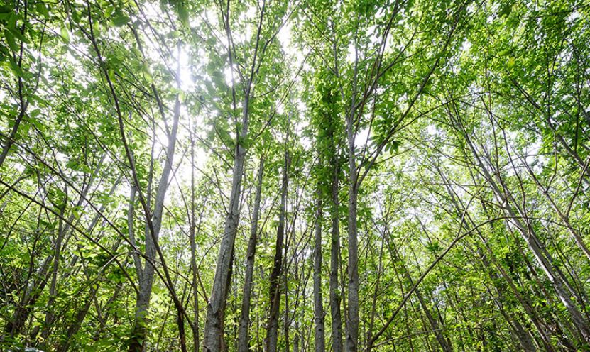 Senlis : Imaginez “la forêt de demain” !
