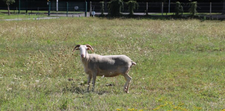 Compiègne souhaite contribuer à la préservation de la biodiversité