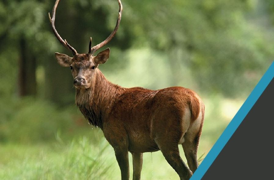 Forêt d’Halatte : vendredi 21 et samedi 22 septembre, venez écouter le brame du cerf