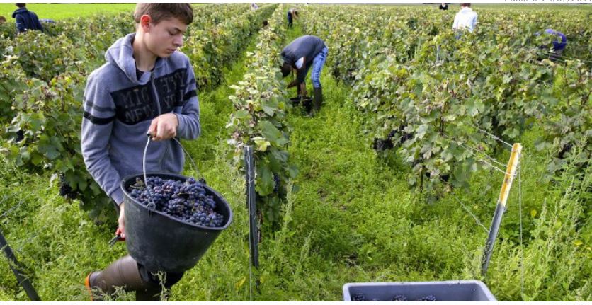 Les producteurs de champagne recrutent dans l’Oise des vendangeurs saisonniers H/F