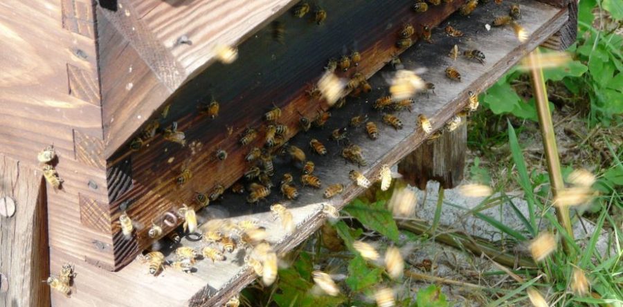 Noyon : la ville recherche des apiculteurs !