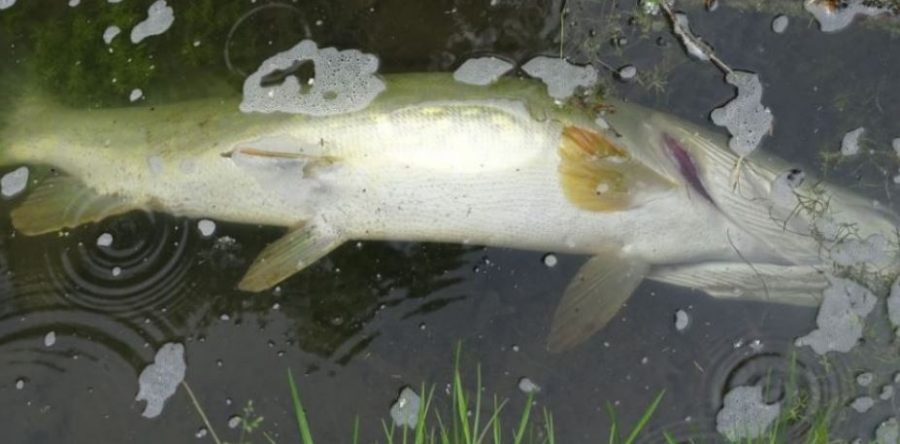 #AlertePollution : signalez une pollution près de chez vous au 06 13 76 73 41.