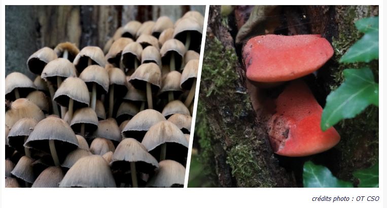 Montataire à la découverte des champignons