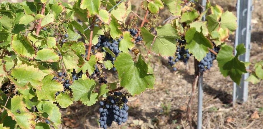 Montataire : les vignerons du bois Godart vous donnent rendez-vous