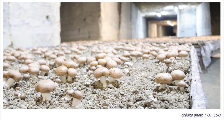 Laigneville : visitez de la dernière champignonnière de l’Oise